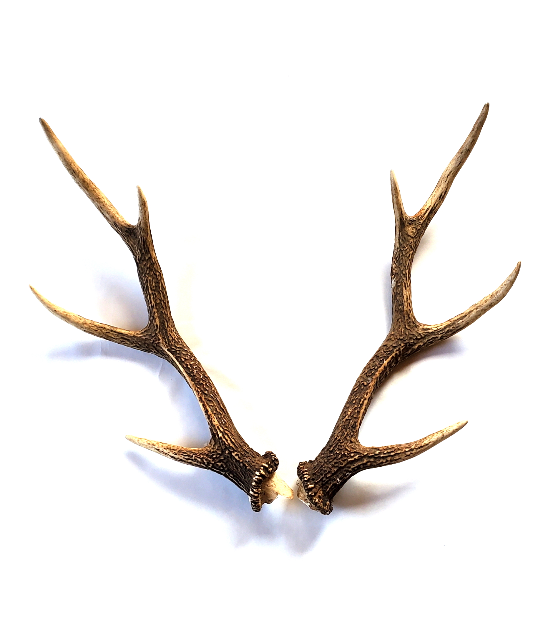 Deer Horn (Small)