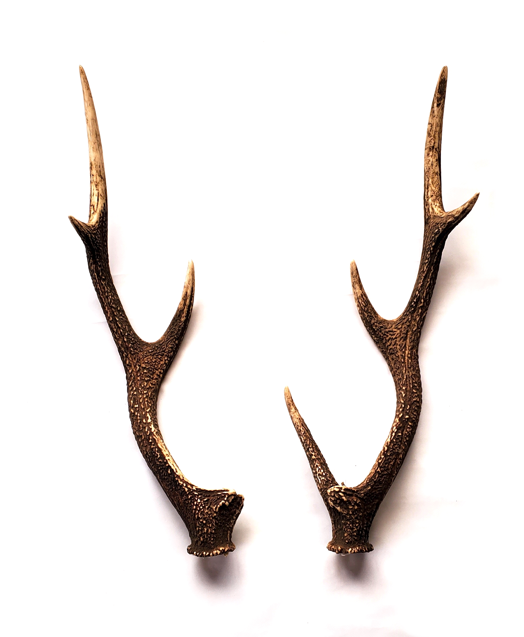 Deer horn(large)